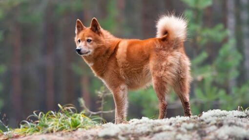 Finnish spitz sale near me